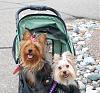 strollers-zoe-lola.jpg