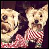 Merry Christmas from Clyde & Dexter-photo-7.jpg