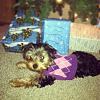 who has 5 month old yorkies?-photo-1-.jpg