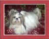 Shower for your Yorkie-sunny-christmas-2012-754x600.jpg