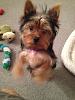 who has 5 month old yorkies?-img_0387.jpg