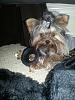 Where is your yorkie's Cave?-20121203_124308_zps30a325c8.jpg