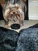 Where is your yorkie's Cave?-20121203_124720_zpsbe4ba9c2.jpg