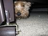 Where is your yorkie's Cave?-img_0625.jpg