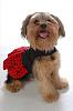 6th Annual YT Valentine's Day Ball-mollismile.jpg