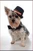6th Annual YT Valentine's Day Ball-chi3.jpg