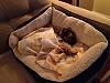 What's Your Yorkie's Favorite Bed?-sleepy-sophie.jpg
