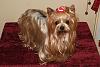 Light Colored Yorkie-potential-christmas-card-500.jpg