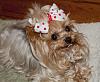 Light Colored Yorkie-lexie-dot-bow.jpg