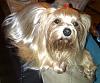 Light Colored Yorkie-mia-11-25-12-img-20121125-00030_c_726x600.jpg