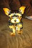 Hello everyone New Yorkie owner here-74592_452740638113515_1489423459_n.jpg