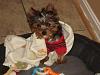 New Yorkie Mom-since August & baby Jax has been sick!-dsc08821.jpg