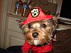 New Yorkie Mom-since August & baby Jax has been sick!-dsc09000.jpg