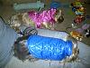 Will my puppy ever like clothes?-brody-mia-jackets-12-24-11-img-20111224-00228_800x600.jpg