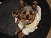 New Yorkie Mom-since August & baby Jax has been sick!-dsc09005.jpg