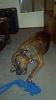 Yorkie and pitbull Biting each other Help !-rsz_shastamuffin1.jpg