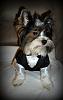 2013 Valentine's Day Ball Couples Submission Thread-joey-tux1.jpg