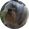 I have a new appreciation for yorkies with floor length hair :)-brody-588x600-pscape-img00262-20110522-0917-crop_r.jpg