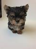 3 days until Minnie Misa is home!-misa-12-weeks-old-day-2-2.jpg