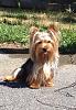 I have a new appreciation for yorkies with floor length hair :)-image.jpg