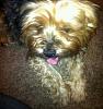 is she a full yorkie?-photo-6-1.jpg