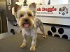 What is a yorkie puppy cut?-wrigley_after_2.231153310_large.jpg