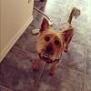 What is a yorkie puppy cut?-553935_10152233303240319_2059330247_n.jpg