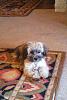 Help with a name!!-yorkie-pic.jpg