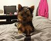 New to Yorkie talk...have 2 Yorkies at home!-mia4.jpg