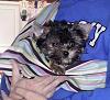 Puppy Countdown - One more day and-20130120_sam-sling.jpg