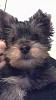 Yorkie puppy hair thin-8406115997_3c0443dbb9.jpg