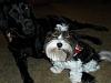 My pups :)-sam_0297.jpg