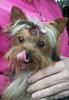 who has 5 month old yorkies?-012613222410.jpg