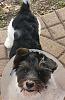 who has 5 month old yorkies?-cimg4285.jpg