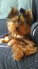 who has 5 month old yorkies?-imag1335.jpg