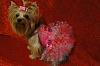 2013 Valentine's Day Ball Couples Submission Thread-vdb-2013.jpg
