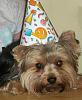 Newbie to YorkieTalk-booboo.jpg