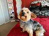Henri went to the groomers!-075.jpg
