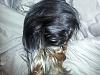 My yorkie's hair appears thin and not growing fast?-20130202_191107.jpg