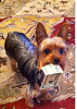 Milo's first photo shoot and 2 other cute pics-milo-money.png