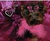 2013 Valentine's Day Ball Couples Submission Thread-ballmiasm.jpg