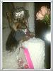 2013 Valentine's Day Ball Couples Submission Thread-image_zps6a229425.jpg