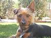 Questioning if my dog is a Yorkshire Terrier or a Silky Terrier?-p3270344.jpg