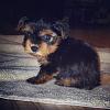 Help! New yorkie owner with lots of questions and advice needed! :)-269264_10100334468905537_1087467123_n.jpg