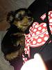 Help! New yorkie owner with lots of questions and advice needed! :)-601626_10100348250532047_596061812_n.jpg