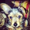 New Yorkie Questions-sergeant-10-weeks.jpg