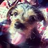 New Yorkie Questions-sergeant-9-weeks.jpg