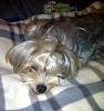 What could cause hair loss on the muzzle?-brody-img-20111027-00225_c_562x600.jpg