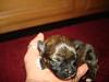 HELP! Are my newborns yorkies?-dsc00200.jpg