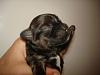 HELP! Are my newborns yorkies?-dsc00207.jpg